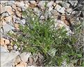 Galium_lucidum_SP
