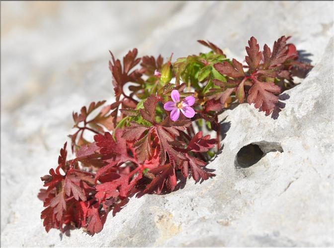 Geranium_robertianum_FM
