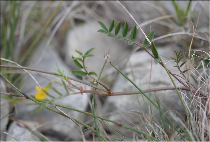 Hippocrepis_scorpioides1_SP