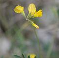 Hippocrepis_scorpioides3_SP