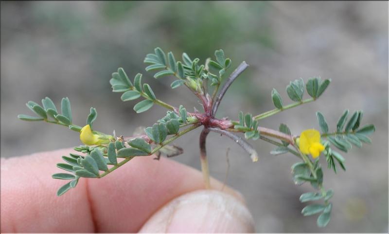Hippocrepis_unisiliquosa_SP