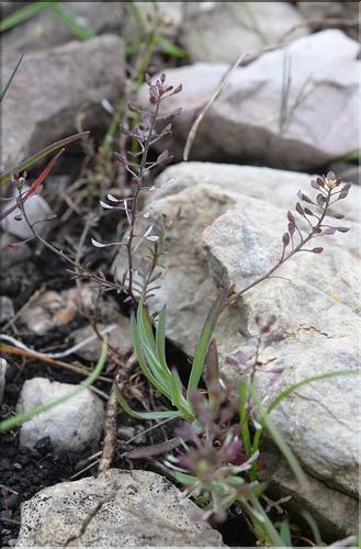 Hornungia_petraea_SP