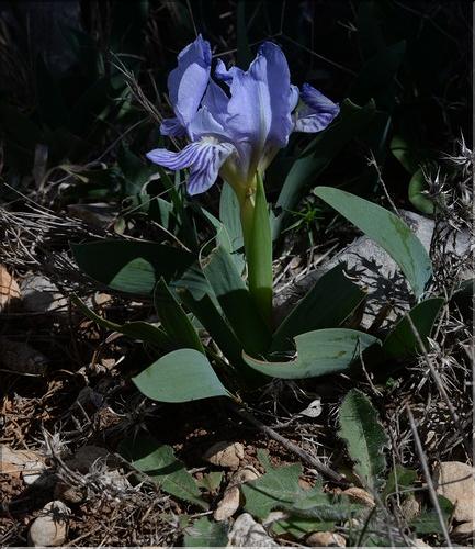 Iris_lutescens2_SP