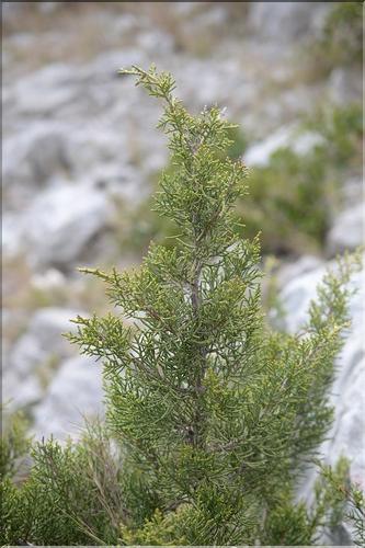 Juniperus_phoenicea1_SP