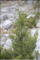 Juniperus_phoenicea1_SP