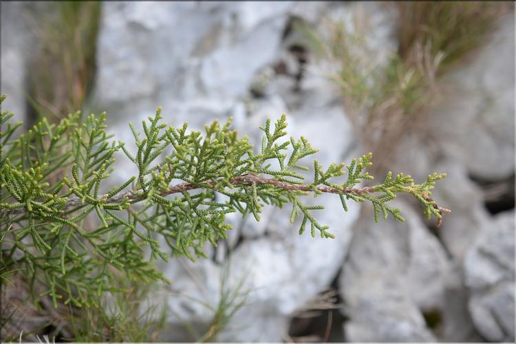 Juniperus_phoenicea2_SP