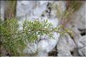 Juniperus_phoenicea2_SP