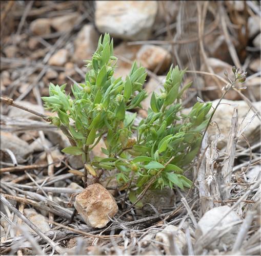 Lysimachia_linum-stellatum_SP