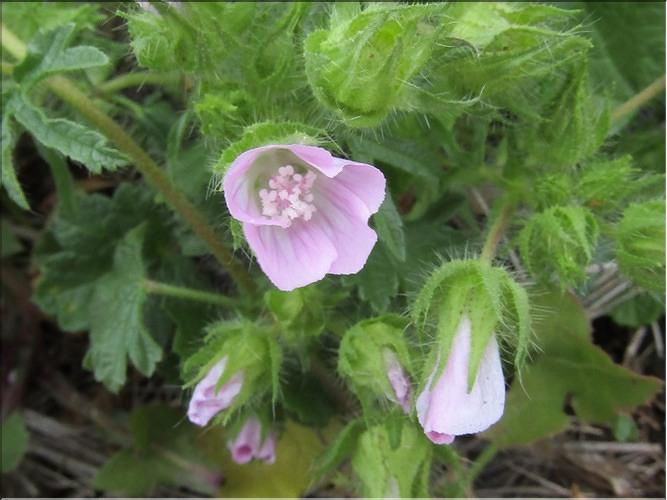 Malva_setigera_MB