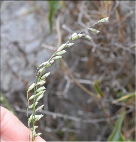 Melica_minuta_major1_SP