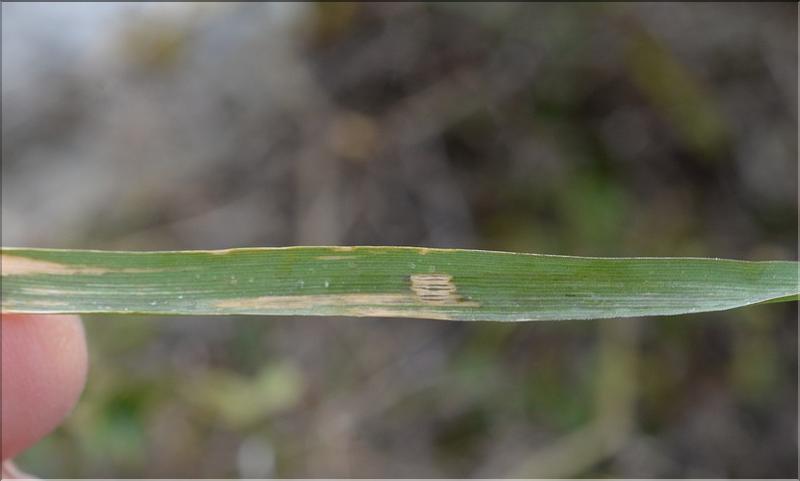 Melica_minuta_major2_SP