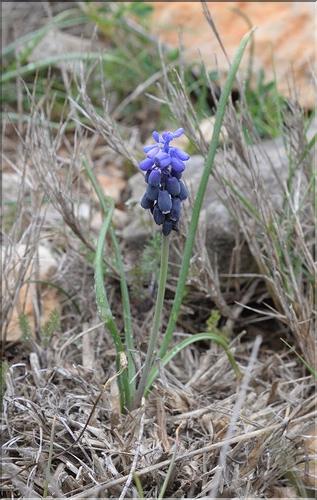 Muscari_baeticum1_SP