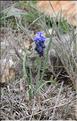 Muscari_baeticum1_SP