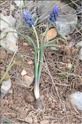 Muscari_baeticum2_SP