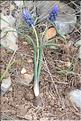 Muscari_baeticum2_SP