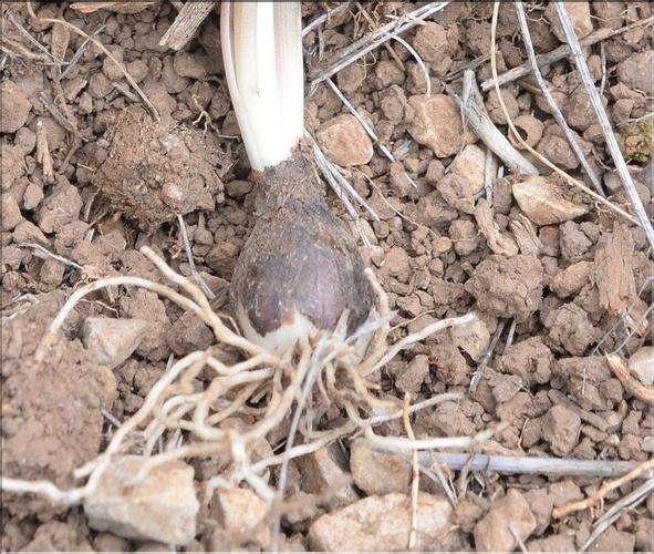 Muscari_baeticum3_SP