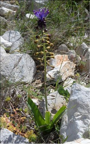 Muscari_comosum_SP