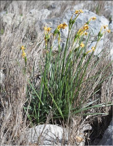 Narcissus_assoanus_SP