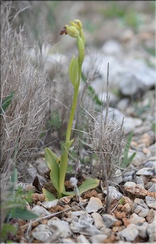 Ophrys_fusca1_SP