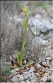 Ophrys_fusca1_SP
