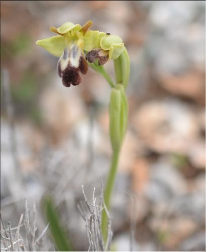 Ophrys_fusca2_SP