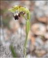 Ophrys_fusca2_SP