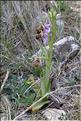 Ophrys_scolopax1_SP