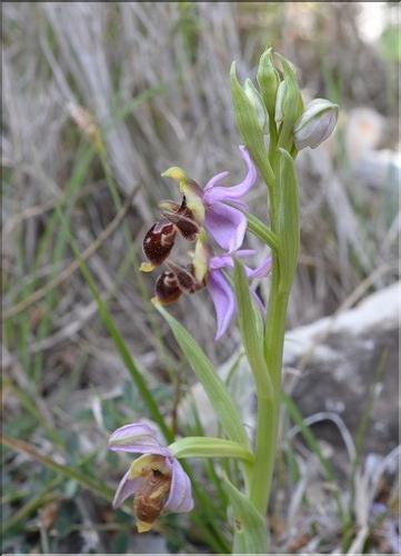 Ophrys_scolopax2_SP