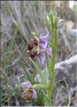 Ophrys_scolopax2_SP
