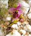 Ophrys_scolopax3_VH