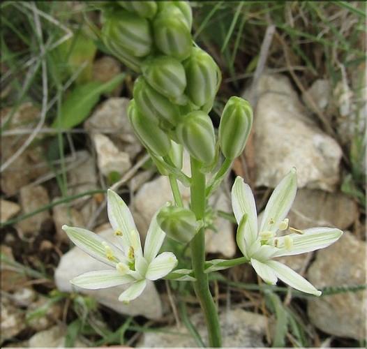 Ornithogalum_narbonense2_MB