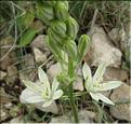 Ornithogalum_narbonense2_MB
