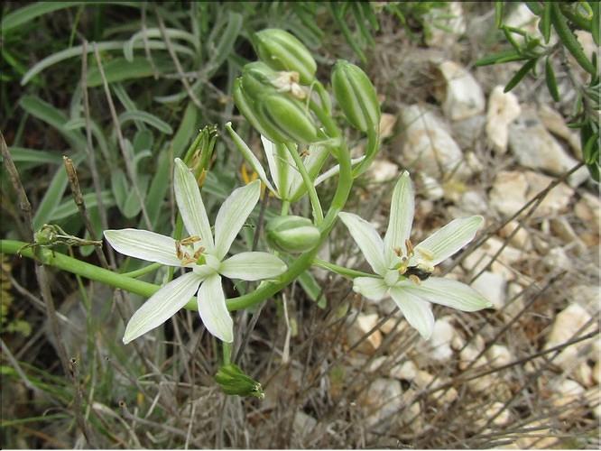 Ornithogalum_narbonense_MB