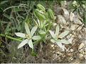 Ornithogalum_narbonense_MB
