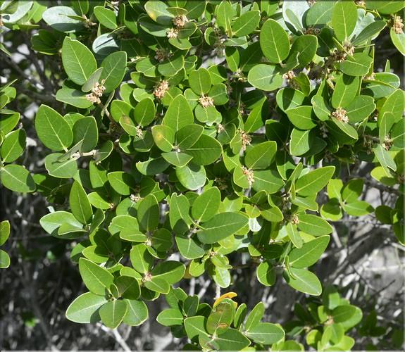 Phillyrea_latifolia_SP