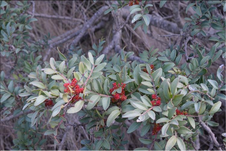 Pistacia_lentiscus_SP