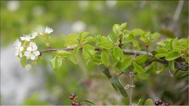 Prunus_mahaleb_SP