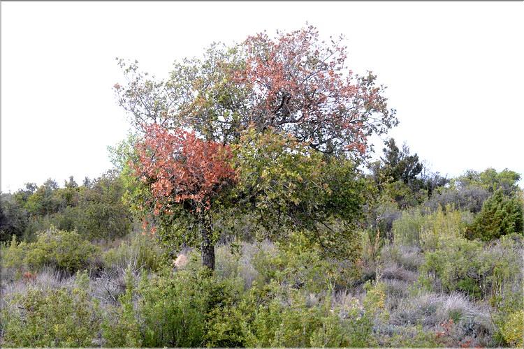 Quercus_auzandri1_SP