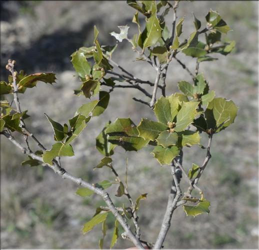 Quercus_auzandri4_SP