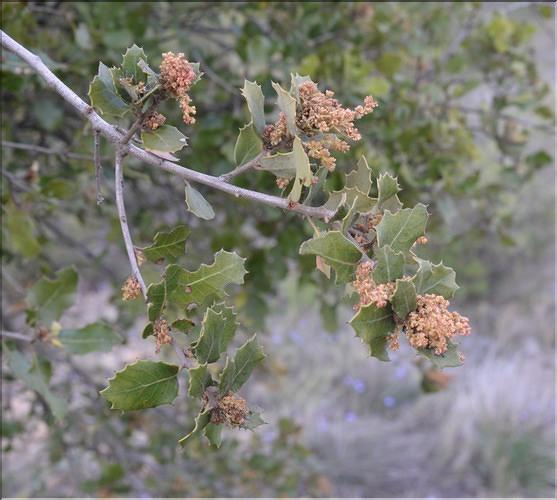 Quercus_auzandri5_SP
