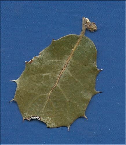 Quercus_auzandri8_SP