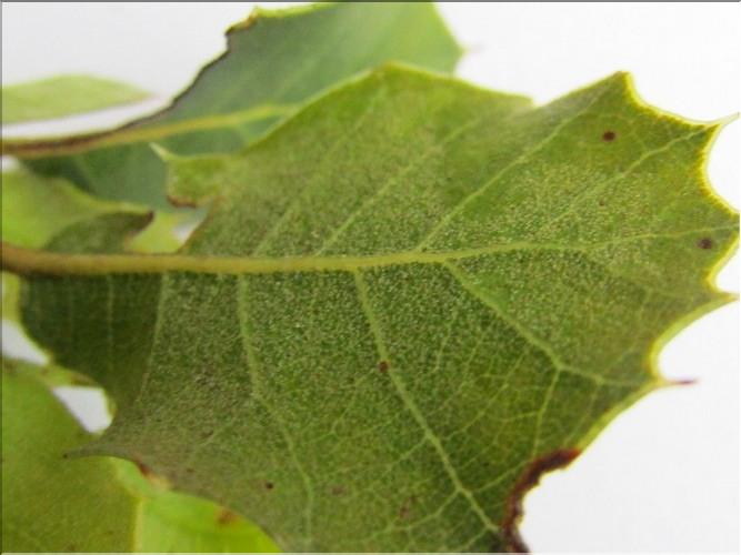 Quercus_auzandri9_MB