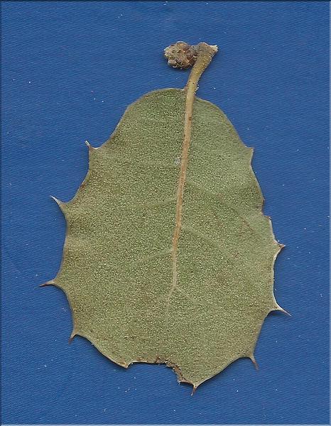 Quercus_auzandri9_SP