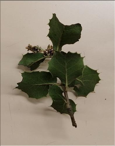 Quercus_auzandri11_SP
