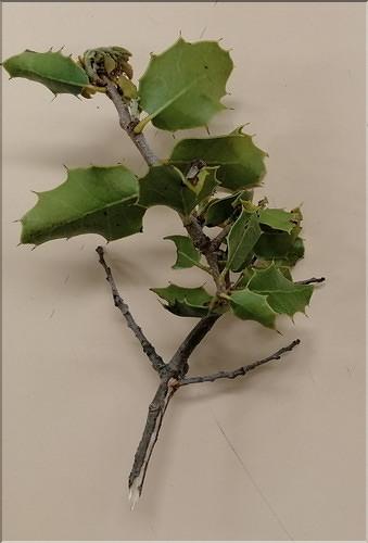 Quercus_cocciifera_SP