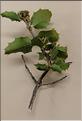 Quercus_cocciifera_SP