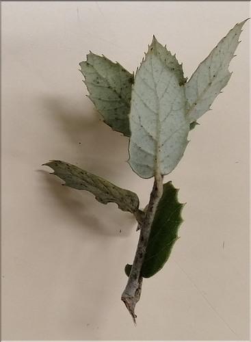 Quercus_ilex_SP