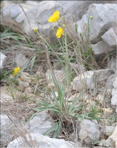 Ranunculus_gramineus1_SP