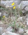 Ranunculus_gramineus1_SP