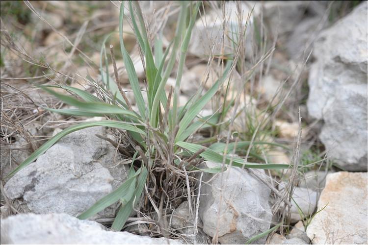 Ranunculus_gramineus2_SP